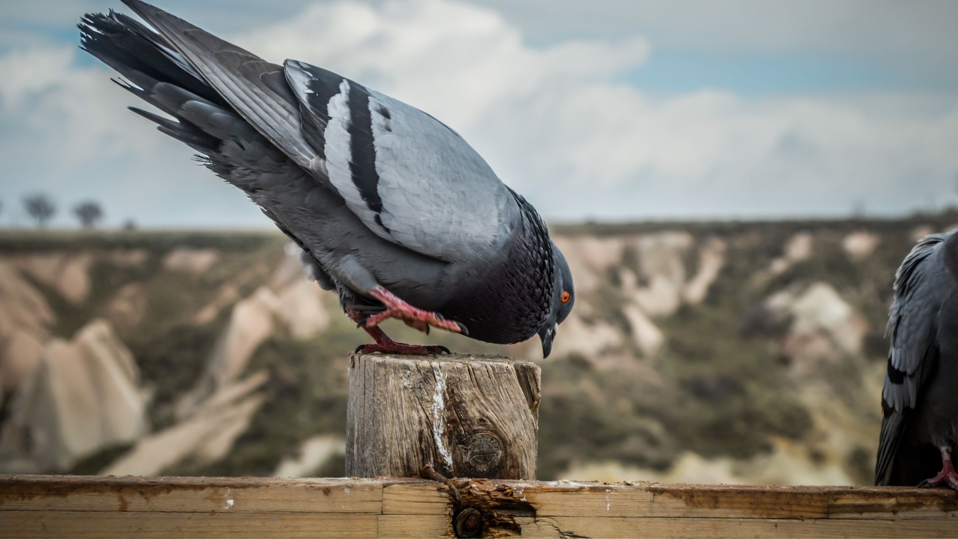 Pigeon Valley