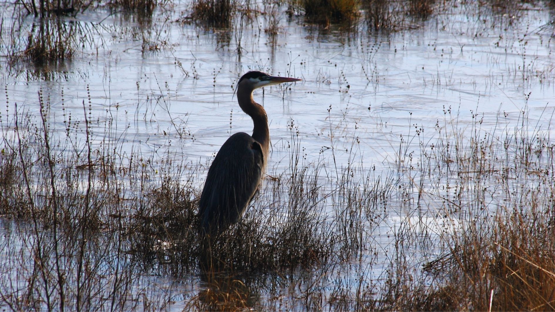 Sultan Marshes Bird Paradise